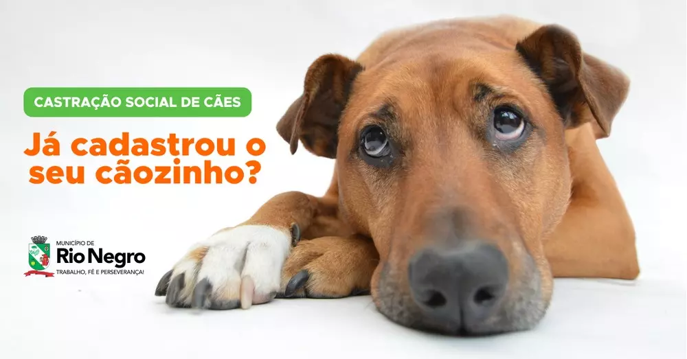 Programa de castração social de cães continua em Rio Negro